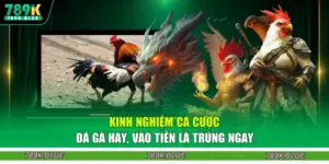 Kinh Nghiệm Cá Cược Đá Gà Hay, Vào Tiền Là Trúng Ngay